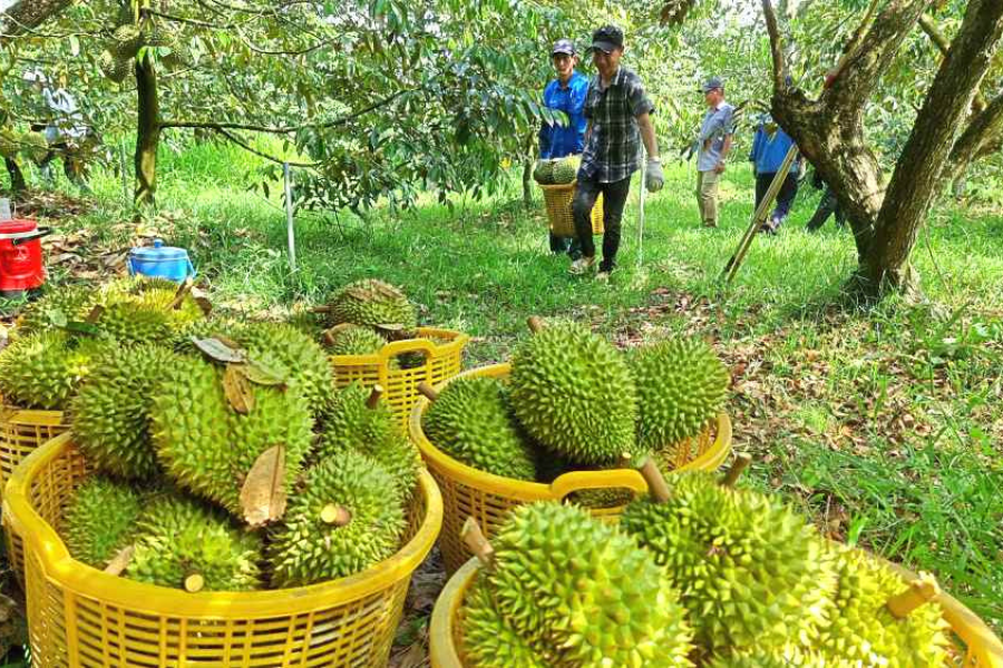 Hợp đồng mua bán sầu riêng: Mẫu mới nhất và lưu ý khi ký kết